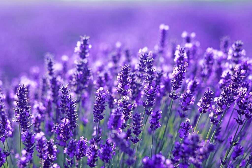 ¿Cuáles son los beneficios para la salud de la lavanda?  5 formas en que calma el alma