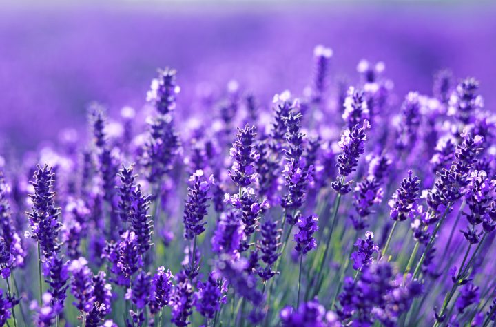 ¿Cuáles son los beneficios para la salud de la lavanda?  5 formas en que calma el alma