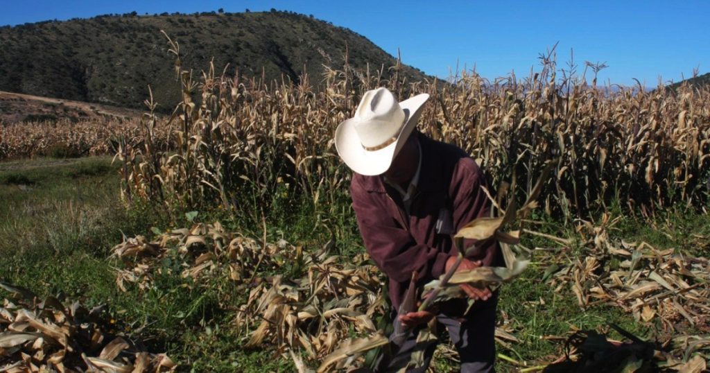 CNA: la Cofepris negó por primera vez un permiso para nueva variedad de maíz transgénico