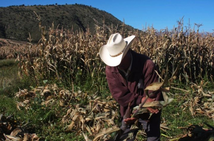 CNA: la Cofepris negó por primera vez un permiso para nueva variedad de maíz transgénico