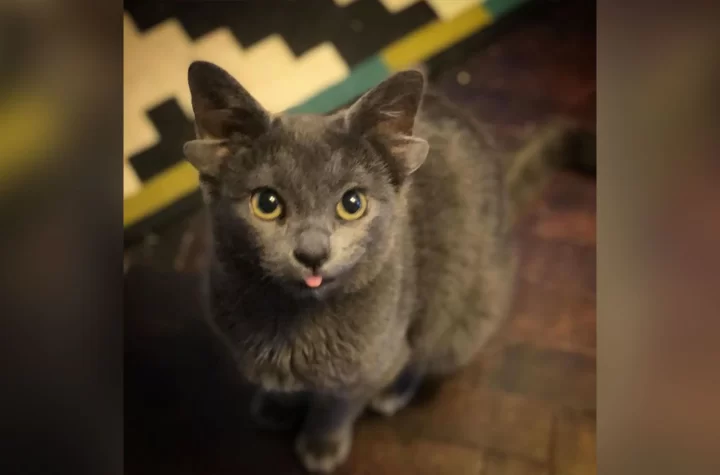 Midas, el ‘michi’ con cuatro orejas que ‘robará’ tu corazón en Instagram
