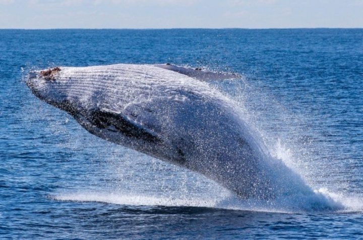 Ballena gris: Características principales que debes conocer