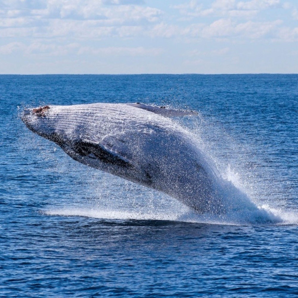 Ballena gris: Características principales que debes conocer