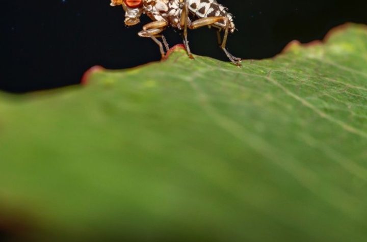 Cómo aliviar las picaduras de mosquitos con productos caseros