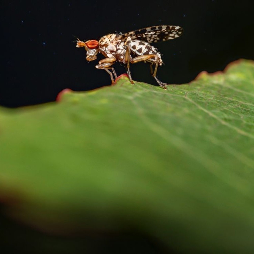 Cómo aliviar las picaduras de mosquitos con productos caseros