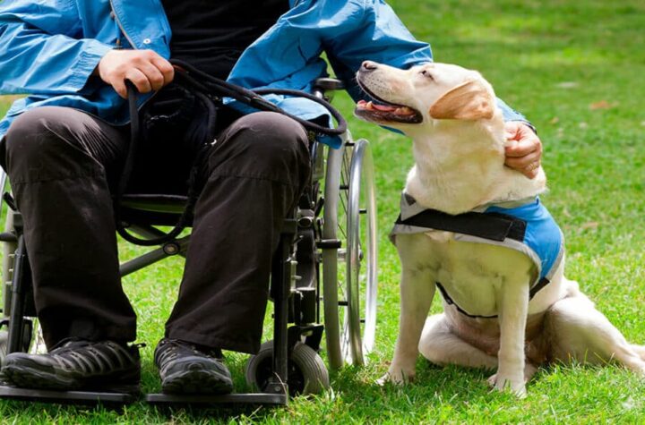 Los perros de asistencia y su labor prioritaria entre los colectivos con diversidad funcional