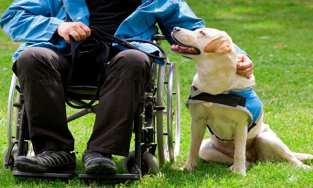 Los perros de asistencia y su labor prioritaria entre los colectivos con diversidad funcional