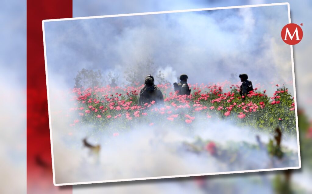 Ejército destruye plantío de amapola en Mocorito, Sinaloa