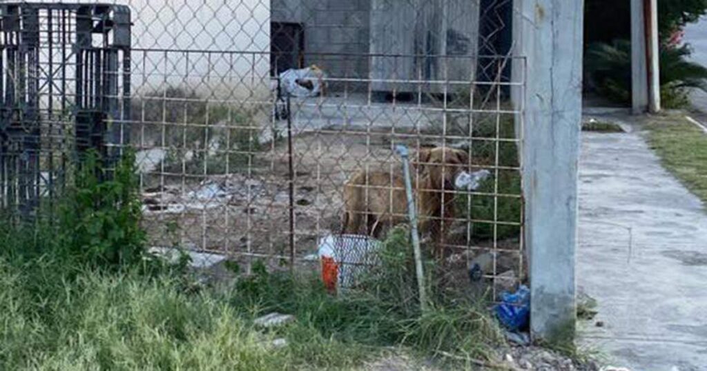 Rescatan a un perrito y un gato abandonados en una casa; un lomito murió