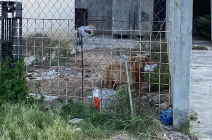 Rescatan a un perrito y un gato abandonados en una casa; un lomito murió