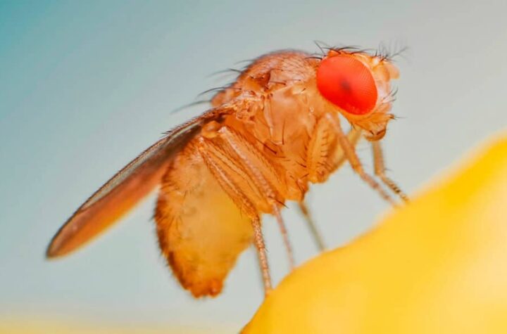 El atlas de envejecimiento de la mosca de la fruta ofrece una nueva perspectiva sobre el envejecimiento celular