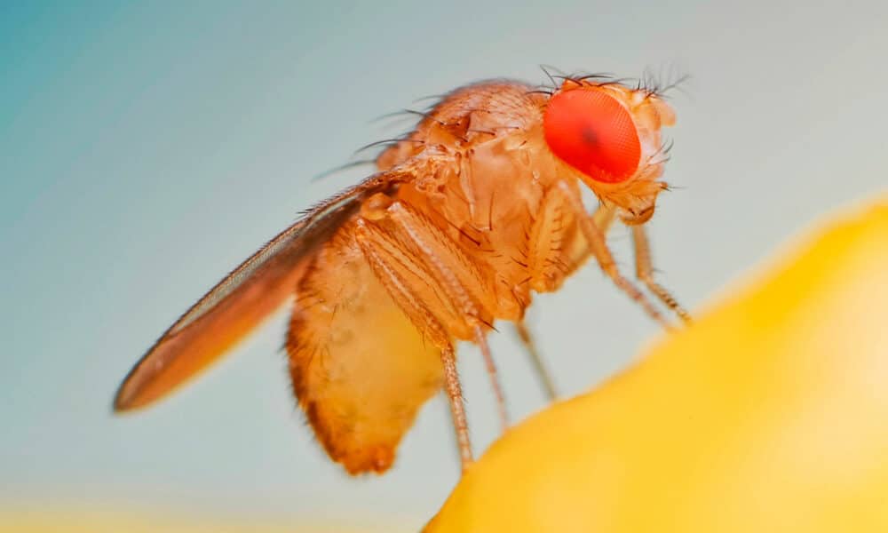 El atlas de envejecimiento de la mosca de la fruta ofrece una nueva perspectiva sobre el envejecimiento celular