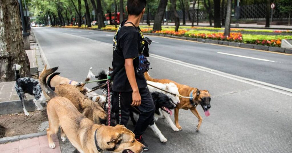 Agencia de atención animal tiene 6 meses para establecer padrón de paseadores de perros