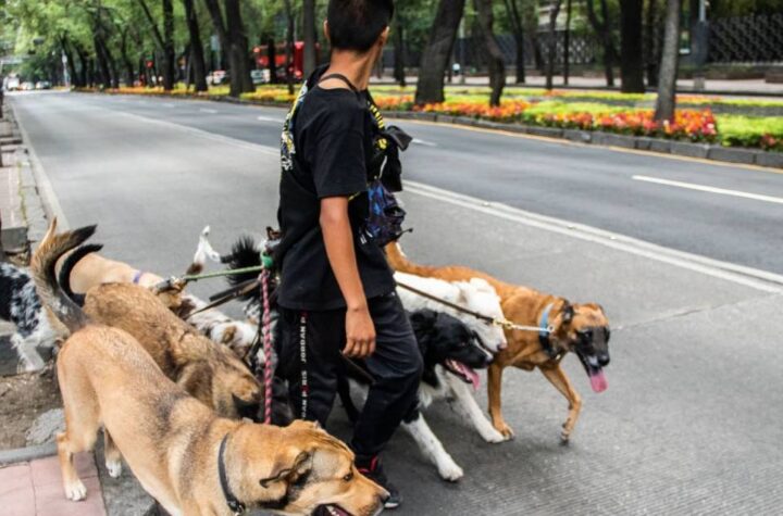 Agencia de atención animal tiene 6 meses para establecer padrón de paseadores de perros