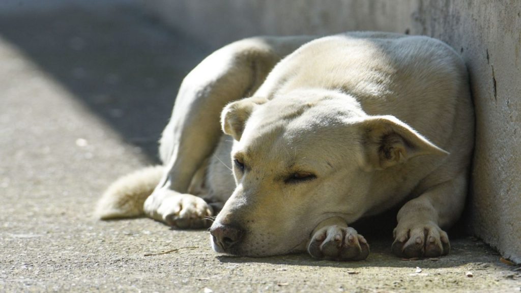 Balean a un hombre en Querétaro por patear y maltratar a un perrito