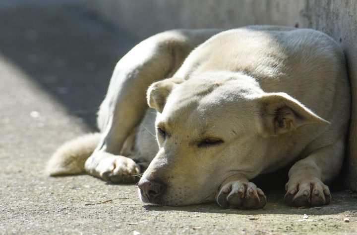 Balean a un hombre en Querétaro por patear y maltratar a un perrito