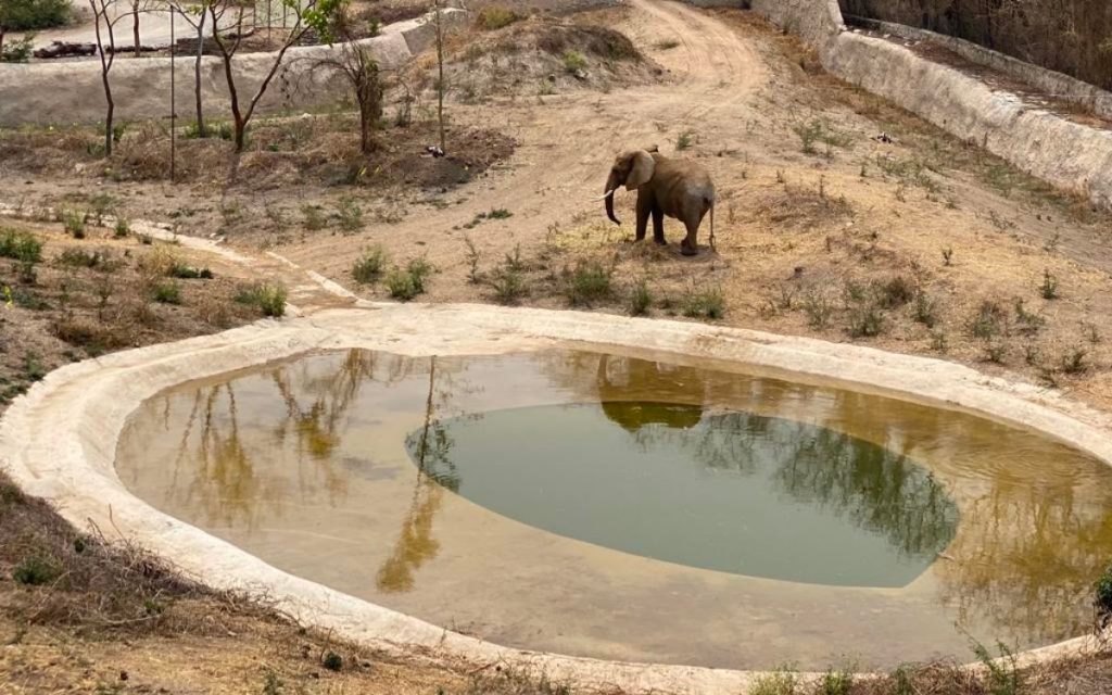 SEDEMA infla datos para celebrar llegada de Gipsy al Zoológico de Aragón