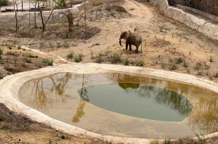 SEDEMA infla datos para celebrar llegada de Gipsy al Zoológico de Aragón