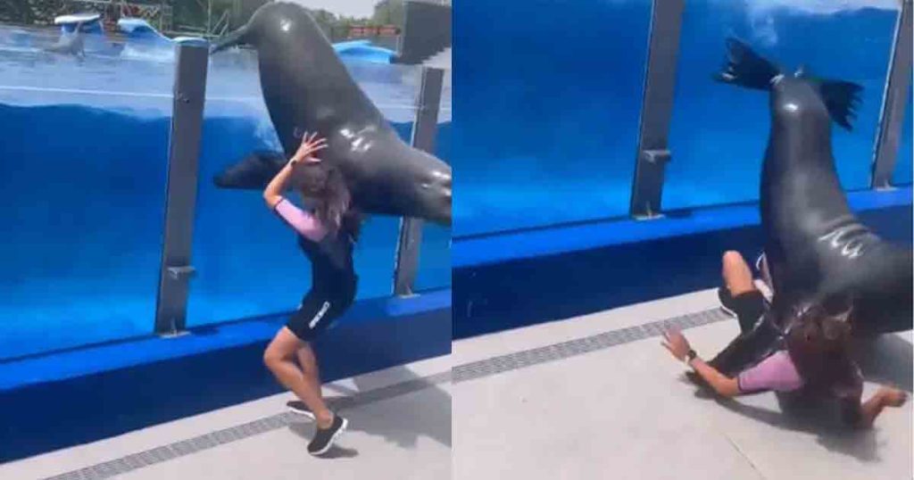 Enorme león marino de 150 kilos casi aplasta a entrenadora en un acuario