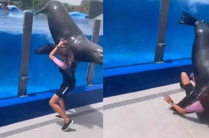 Enorme león marino de 150 kilos casi aplasta a entrenadora en un acuario