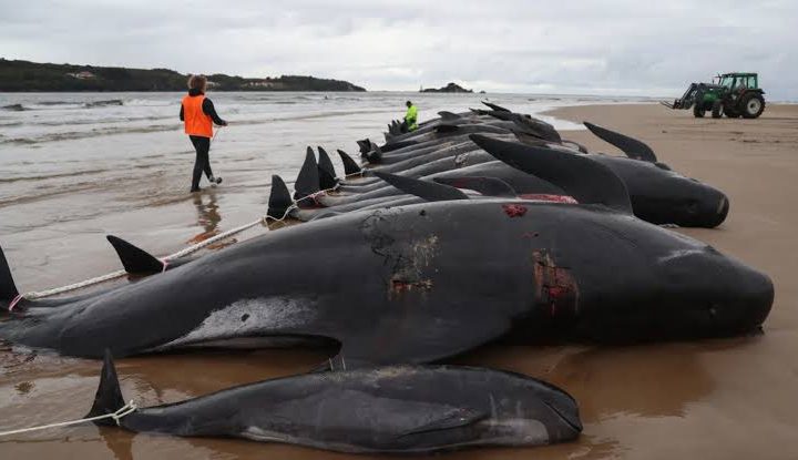 Ahora en Australia; localizan 51 ballenas pilotos varadas en la playa de Cheynes