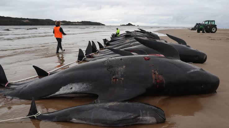 Ahora en Australia; localizan 51 ballenas pilotos varadas en la playa de Cheynes