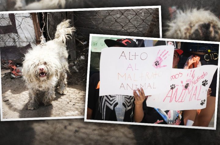 Denuncias por maltrato animal crecen en todo México