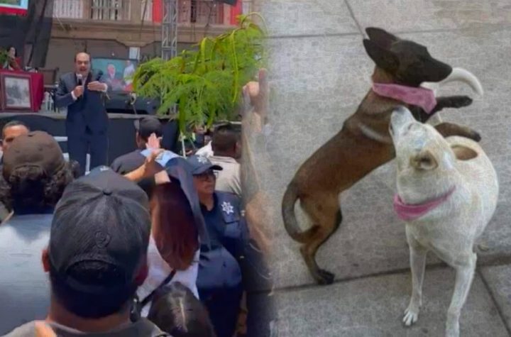 Videos | Gritan ‘asesino’ al alcalde que mató a dos perros en Michoacán