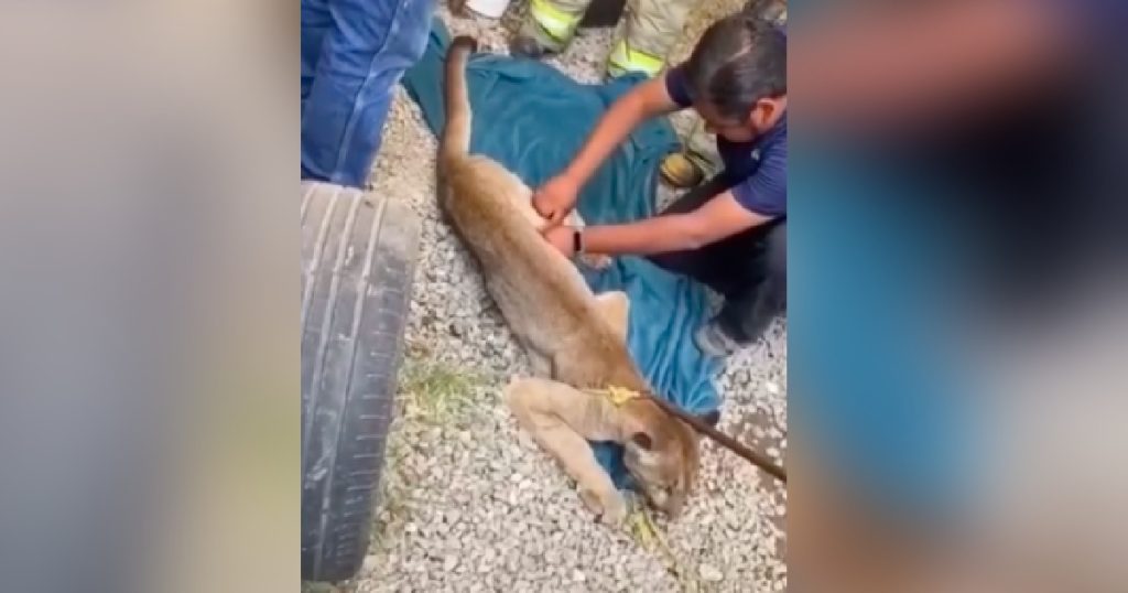 Rescatan a puma atrapado en bodega de negocio en Hidalgo