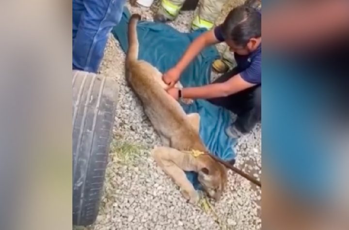 Rescatan a puma atrapado en bodega de negocio en Hidalgo