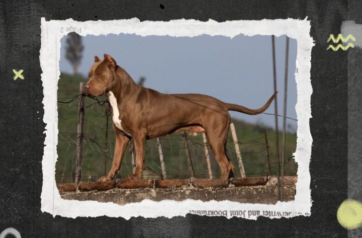 Pitbull ataca a niño en Morelos; recibe grave mordida en la cabeza