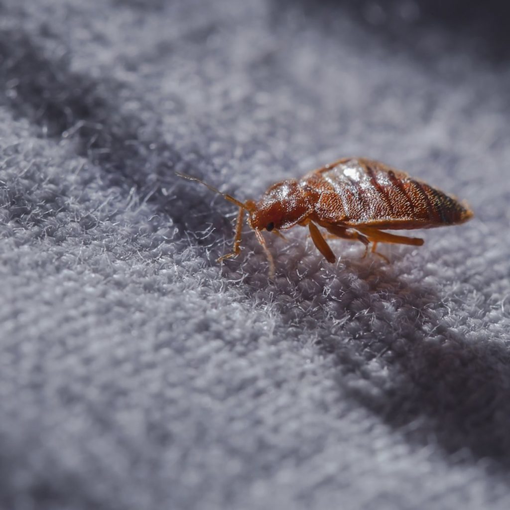 Plaga de chinches en España: una bailarina comparte sus picaduras y su insoportable picor