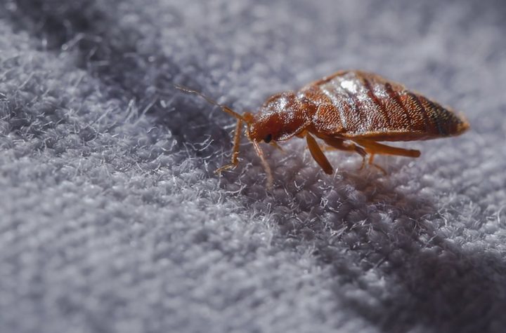 Plaga de chinches en España: una bailarina comparte sus picaduras y su insoportable picor