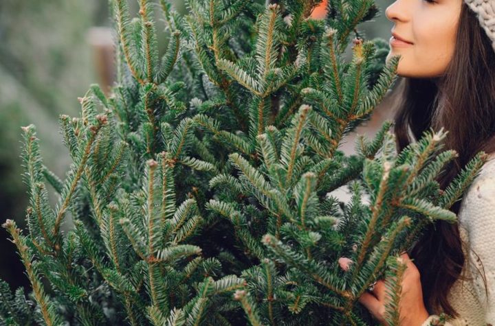 El dilema ecológico de la Navidad: ¿Árbol natural o artificial?