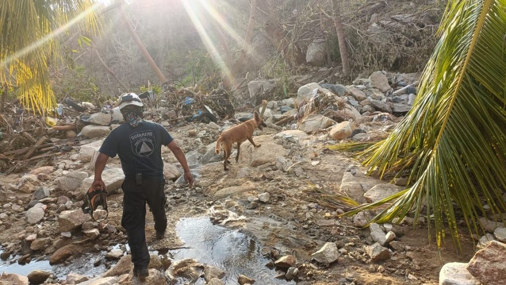 Localiza 60 cadáveres de perros en Acapulco tras huracán Otis