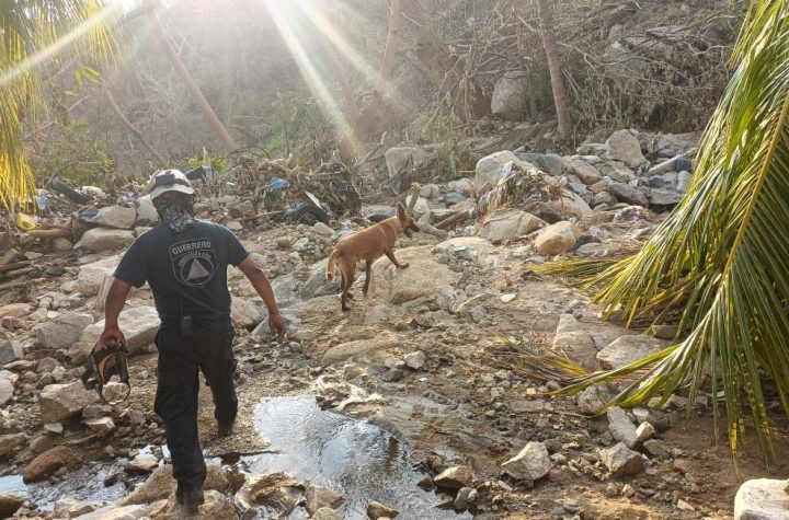 Localiza 60 cadáveres de perros en Acapulco tras huracán Otis