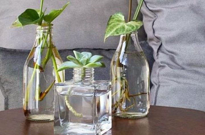 3 plantas de interior que crecen en agua para tener una decoración natural y original