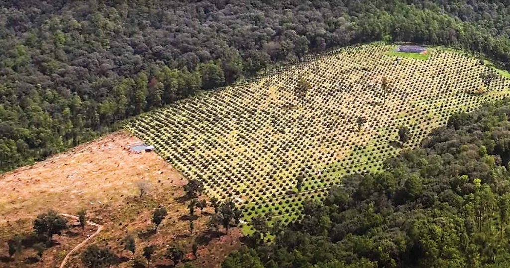 Exponen el lado oscuro en negocio del aguacate; aumenta su exportación