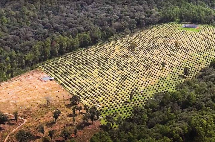 Exponen el lado oscuro en negocio del aguacate; aumenta su exportación