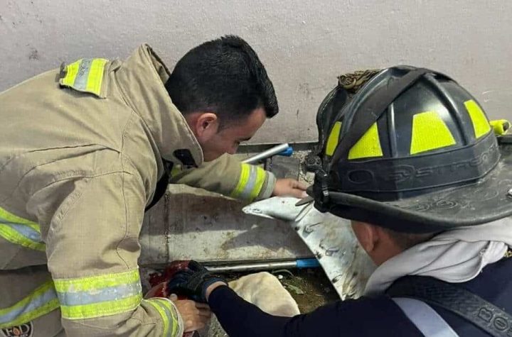 Llegan los héroes con casco: rescatan a perro que metió la cabeza al tanque de gasolina de una moto