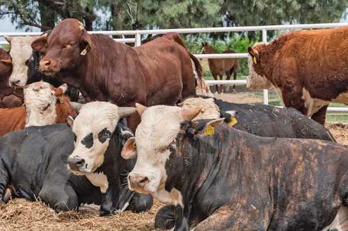 El robo de ganado y la extorsión golpean al sector agropecuario