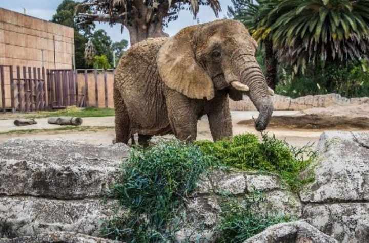 Elefanta Ely gana amparo para que le hagan estudios físicos  | El Universal