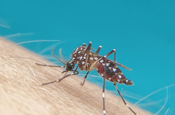 El truco casero y fácil para ahuyentar mosquitos con un ingrediente que tienes en casa