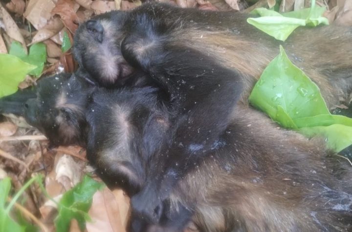 Monos aulladores caen muertos de los árboles en Chiapas y Tabasco | Video