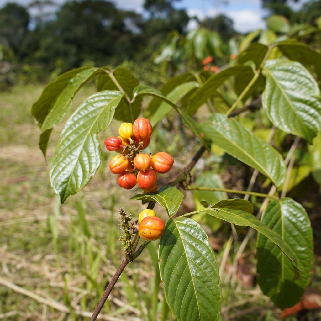 La planta nº1 para mejorar tu rendimiento físico y mental y ayudarte a perder peso, avalada por una farmacéutica