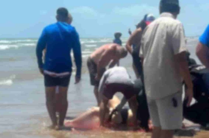 Video | Tiburón ataca a personas en Isla del Padre, Texas