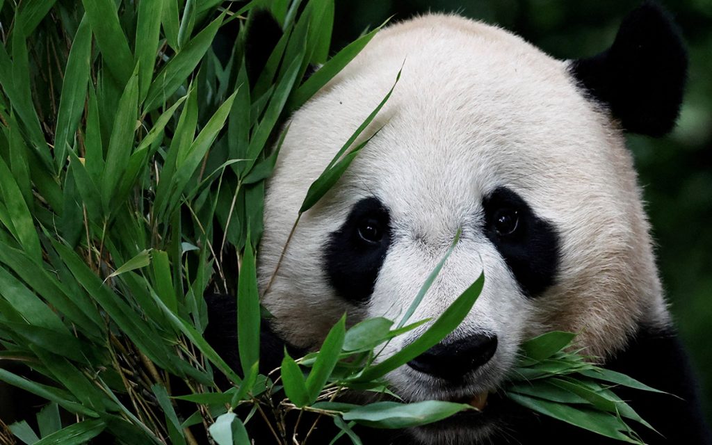 ¿Cómo ser cuidador de pandas? Universidad en China busca a sus primeros estudiantes