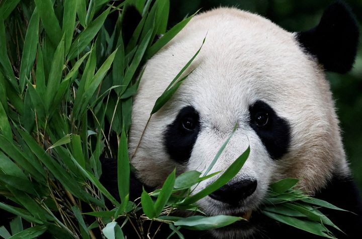 ¿Cómo ser cuidador de pandas? Universidad en China busca a sus primeros estudiantes