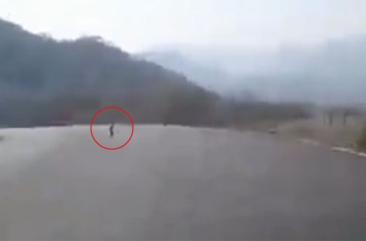 Una extraña, aterradora y diminuta criatura fue captada en VIDEO cuando caminaba en medio de la carretera