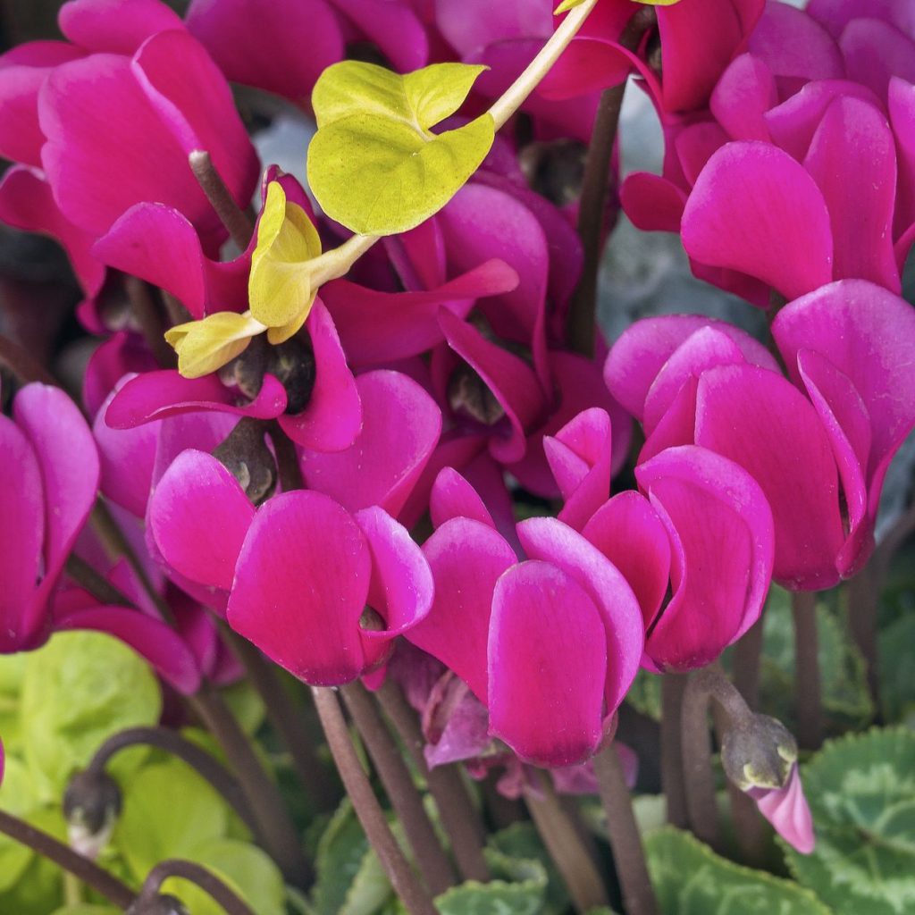 Adelántate a las ofertas de Lidl con las plantas más bonitas que están de moda este otoño desde 2,99 euros